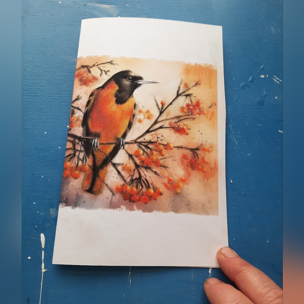 3 for 25$ Orange Oriole bird , greeting card / blank inside